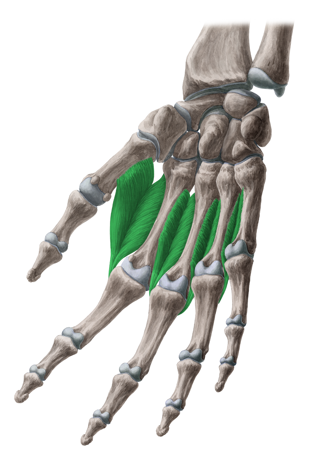 Anatomical illustration of the dorsal interossei muscles on the back of the hand.