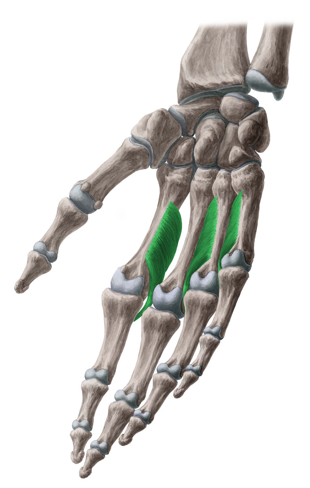 Anatomical illustration of the palmar interossei muscles between the metacarpal bones.